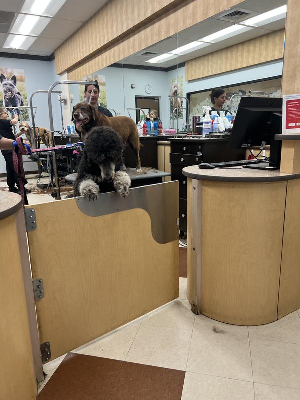 How Much to Groom a Cat at Petsmart: Affordable Pricing Guide