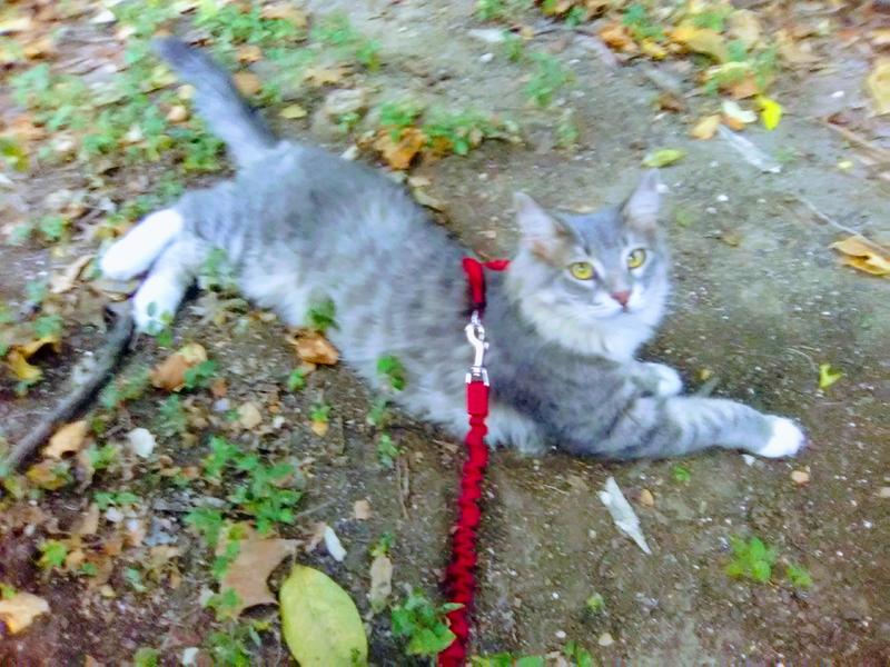 petsafe come with me kitty harness and bungee leash