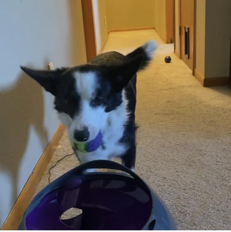 Put the ball in the launch pad.