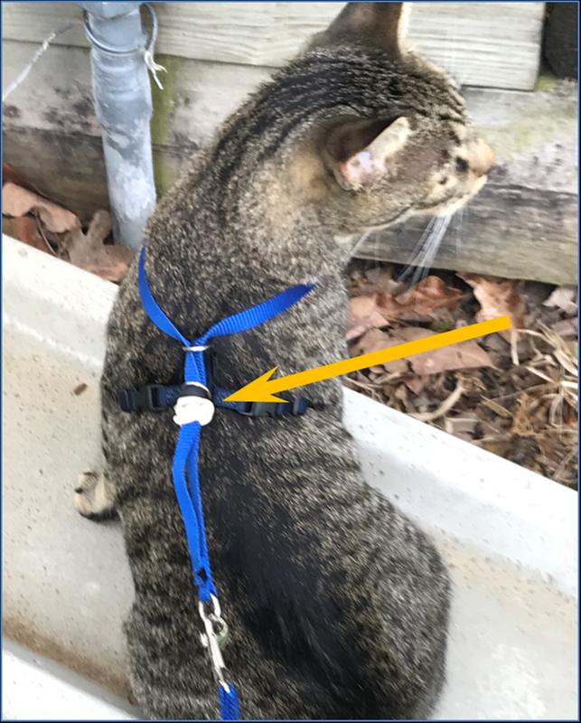 come with me cat harness