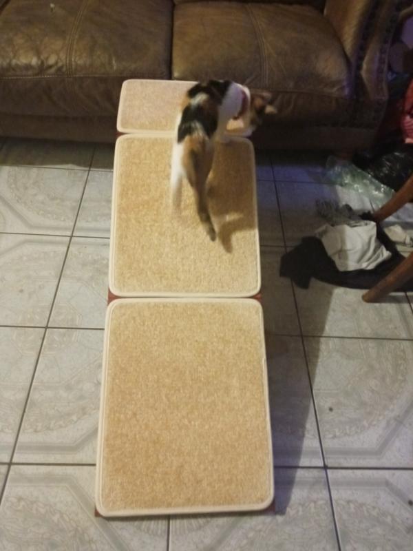My cat exploring her ramp
