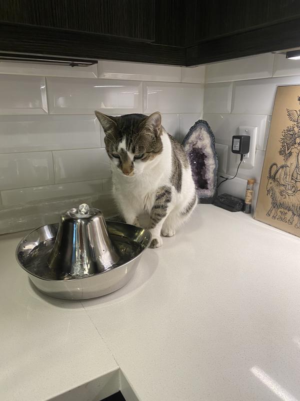 I LOVE My New Water Fountain! XoXo