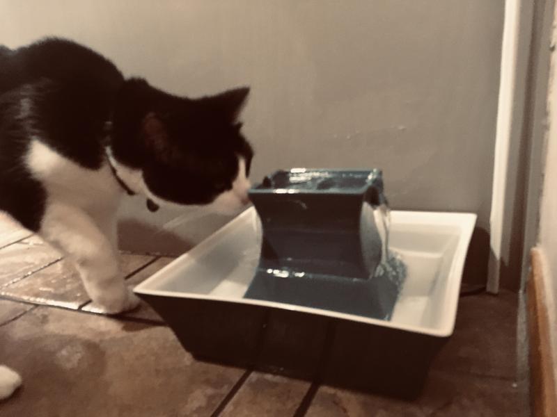 Kitty's turn at the fountain!