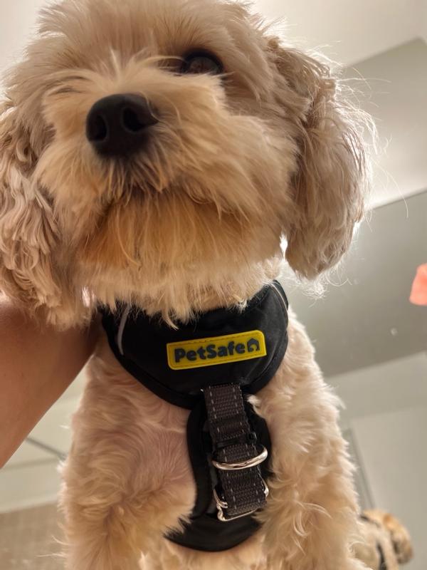 Small Dog Walking Best Brand Dog Harness Easy Walk® Comfort No