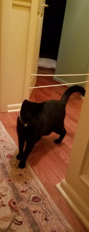 Vlad with new collar and receiver