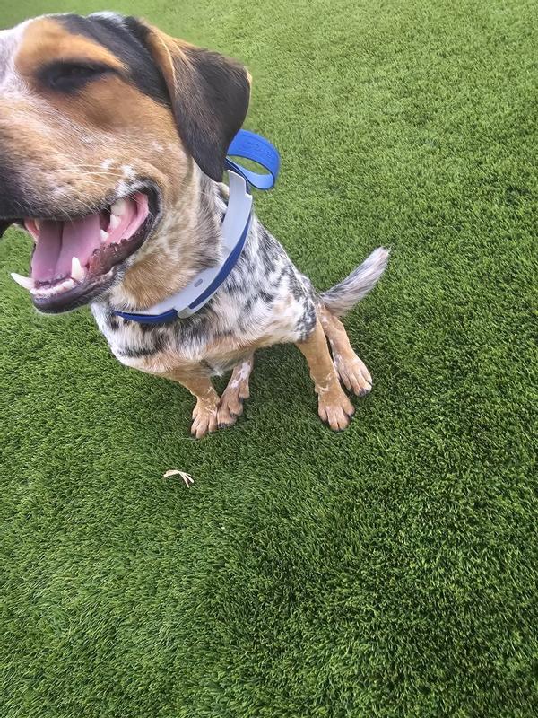 PetSafe Guardian GPS + Tracking Dog Fence Collar Petco