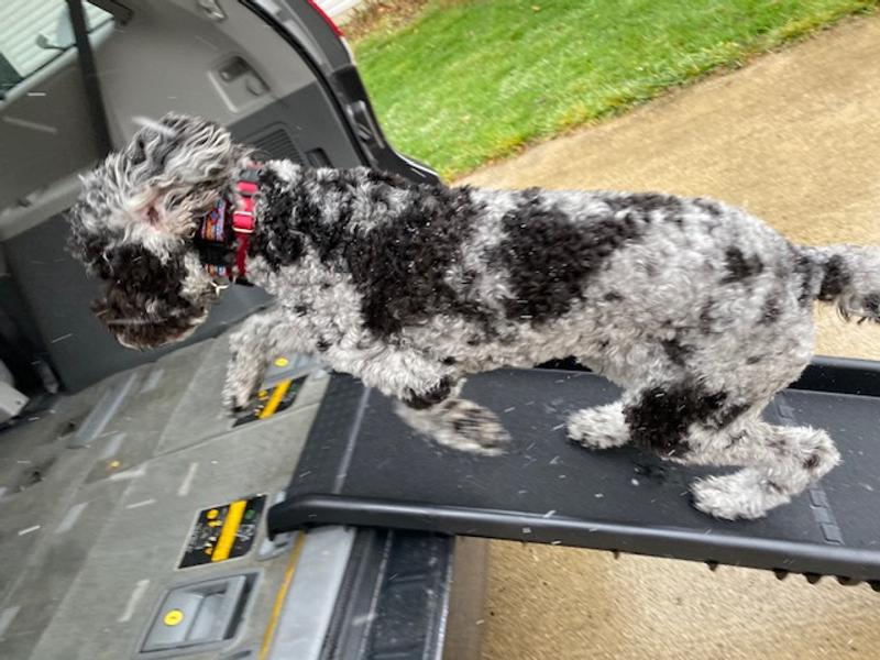 She's comfortable running on the ramp.