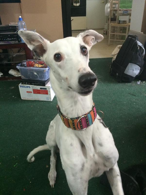 Dotty