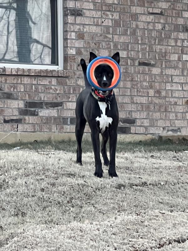 Best wireless discount dog fence 2019