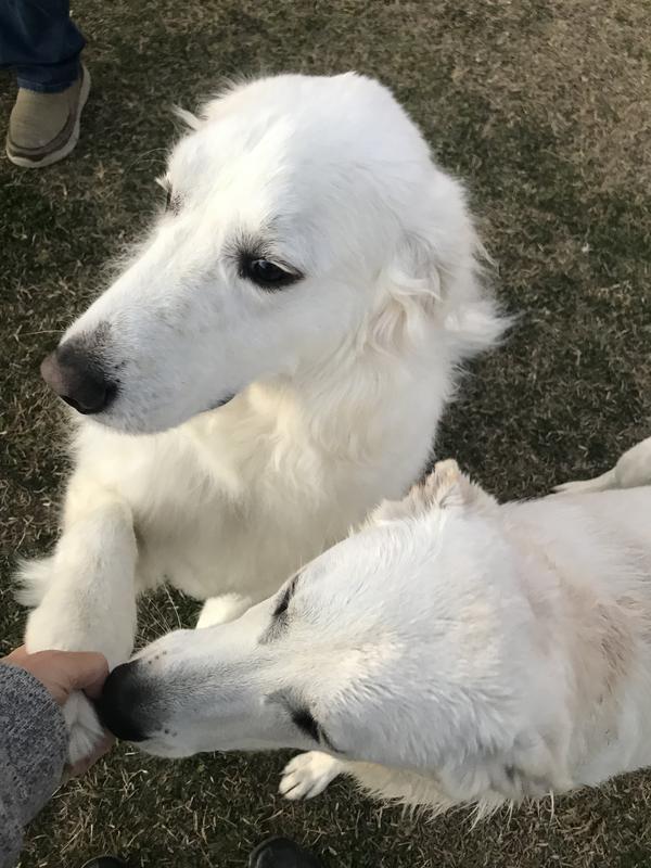 Park play