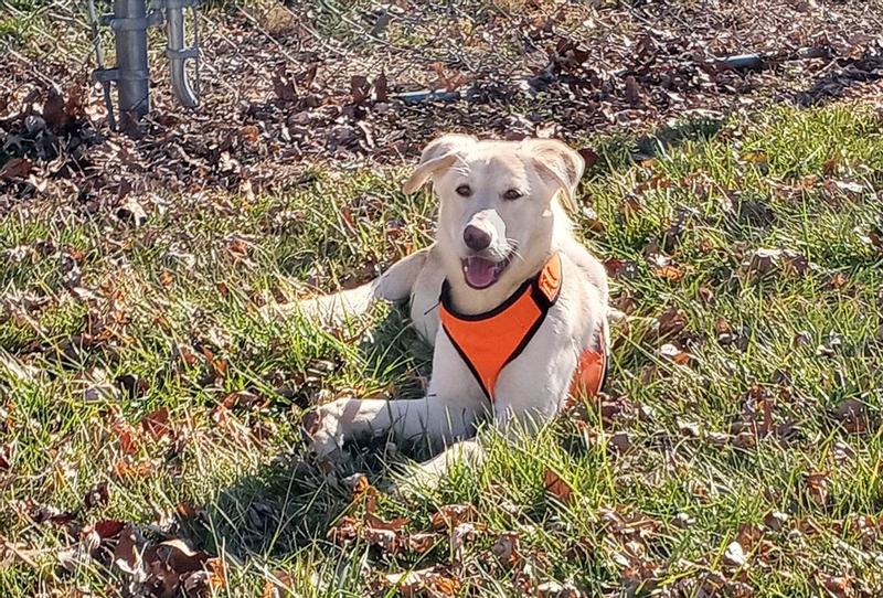 Goldie in her new harness