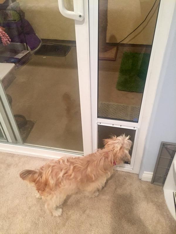 Twinkie getting ready to go potty on her grasspad!