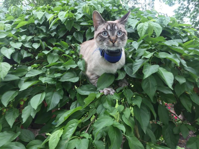 Poppy with her Petsafe wireless collar on in her favorite little tree.