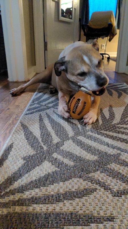 My boy with the chomping chicken