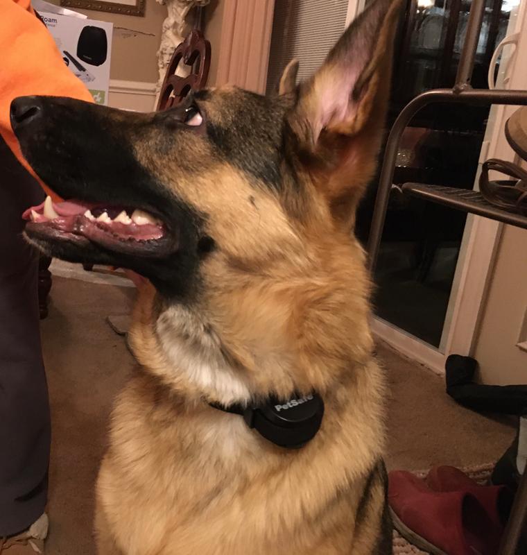 This collar worked wonders!