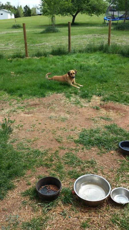 Such a good boy with training.
