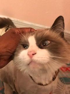 Mr. Jingle