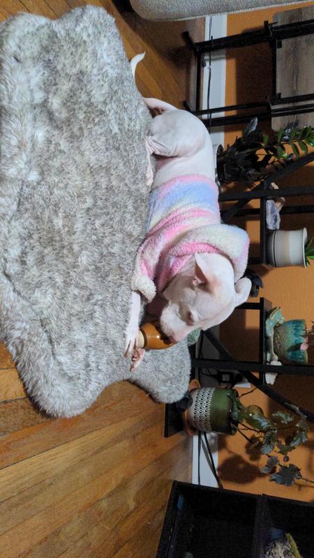 Amia with the chomping chicken