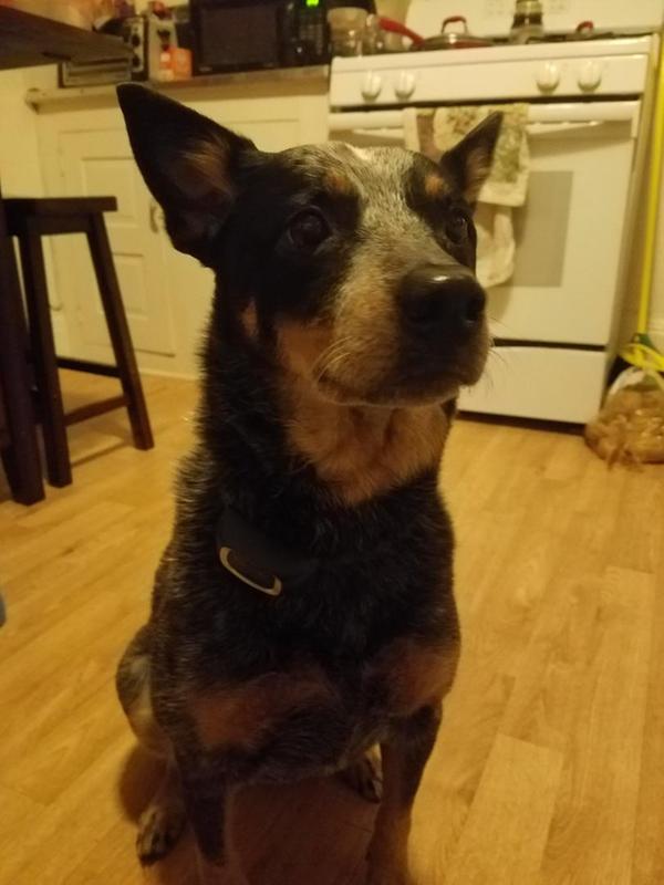Cattle dog sitting as instructed.
