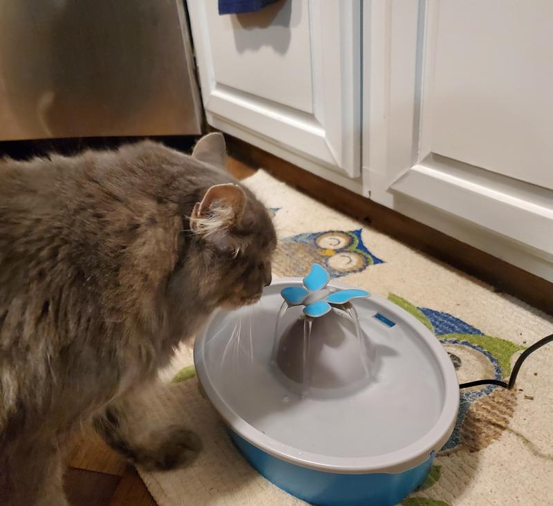 My Kitty getting a drink.