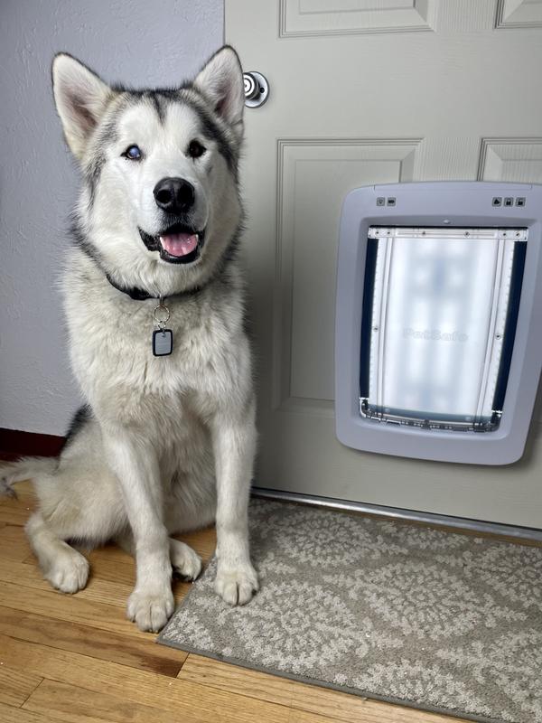 Hugo LOVES his new doggy door