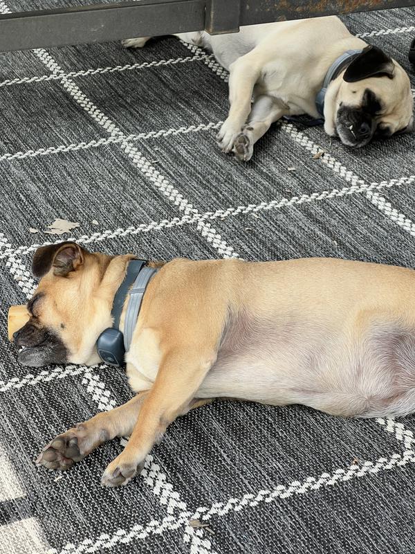 These 2 are the loud ones that use the collars.