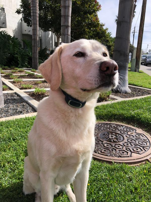 Jack modeling the new collar-easily adjustable for different sized dogs