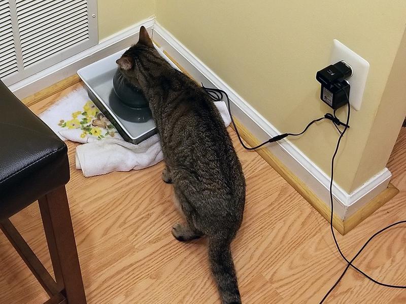 drinkwell seascape pet fountain