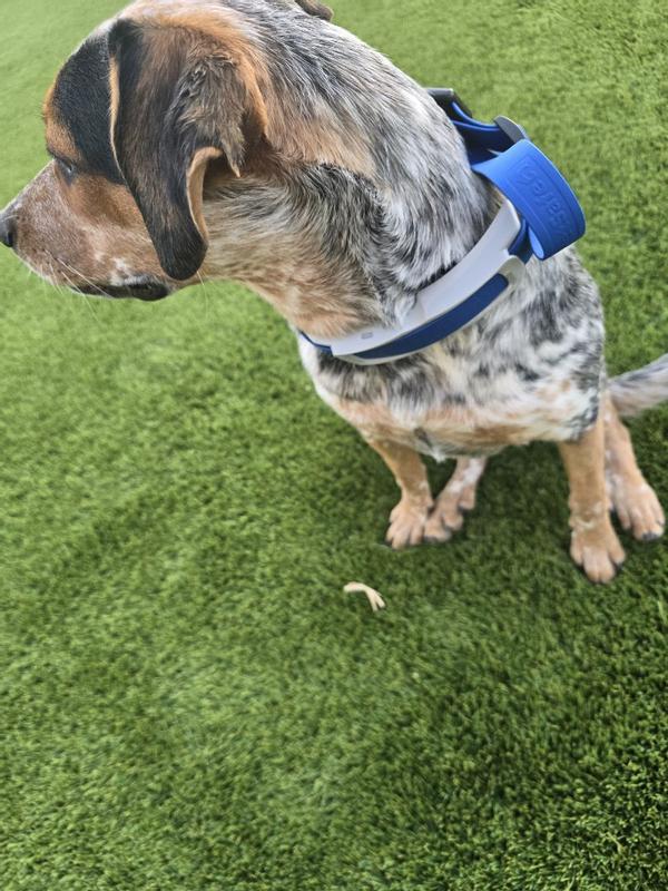 PetSafe Guardian GPS + Tracking Dog Fence Collar Petco