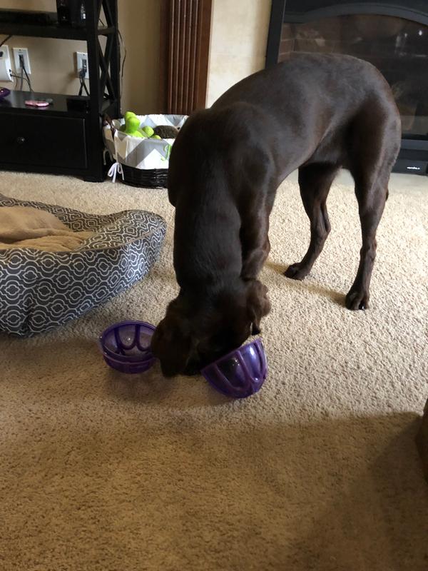 My dog can unscrew the Kibble Nibble