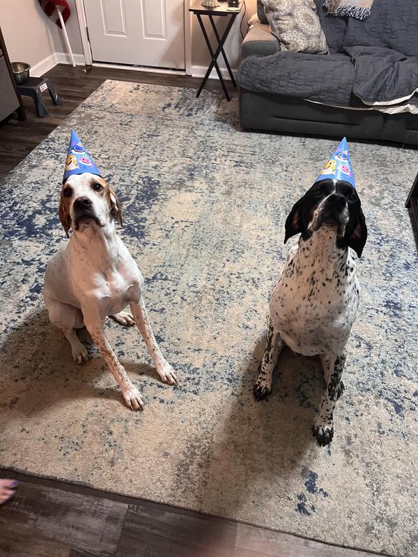 2 English Pointers on their last birthday (for size reference)