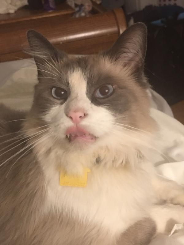 Mr.Jingles