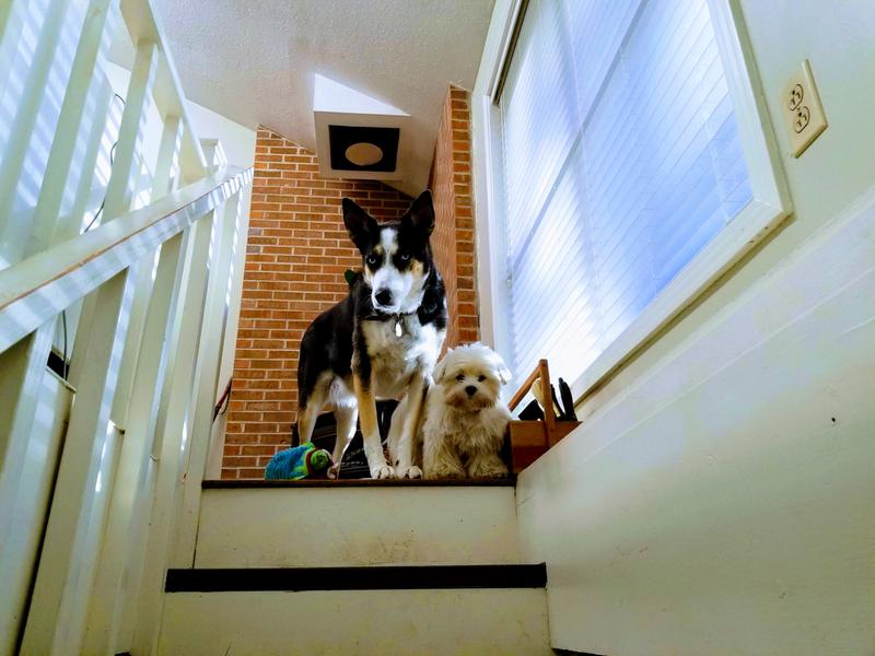 mom loves our petsafe collars :)