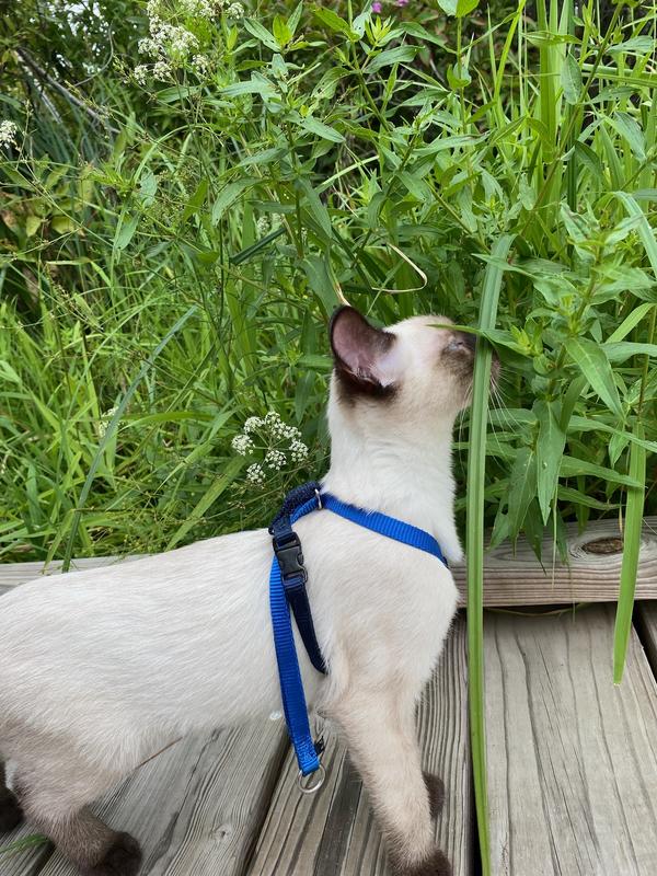 Our cat exploring a neighborhood nature boardwalk.