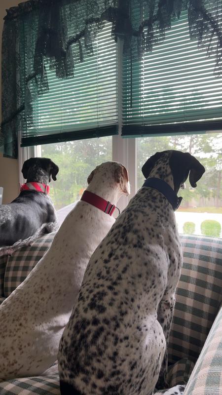 English Pointers and the female GSP (for size reference)