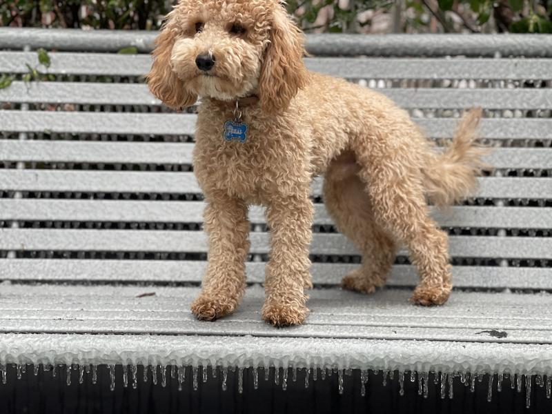 My dog