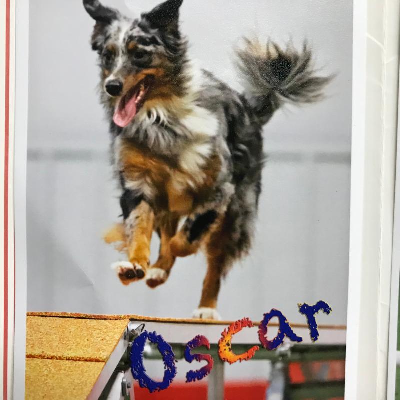 big dog fountain pump