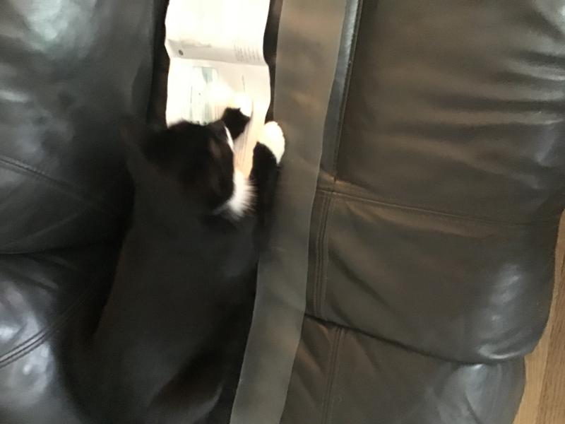 Cat figured out how to lay by it and set it off to torment dogs