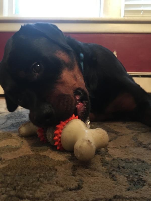 This is Camo’s New favorite toy!!