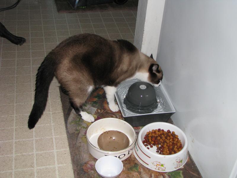 Great for getting the cats to drink enough water.