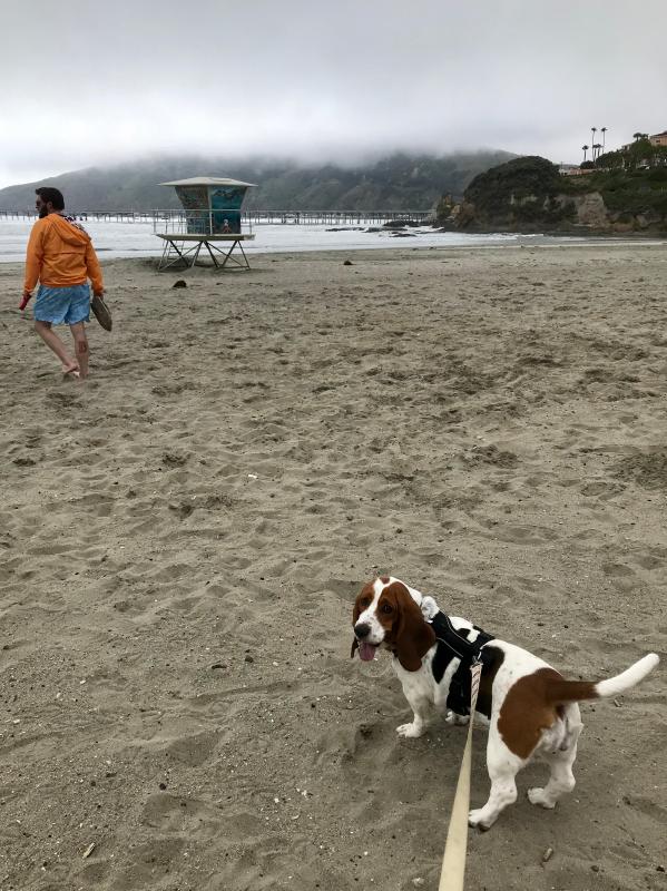 petsafe easy sport harness