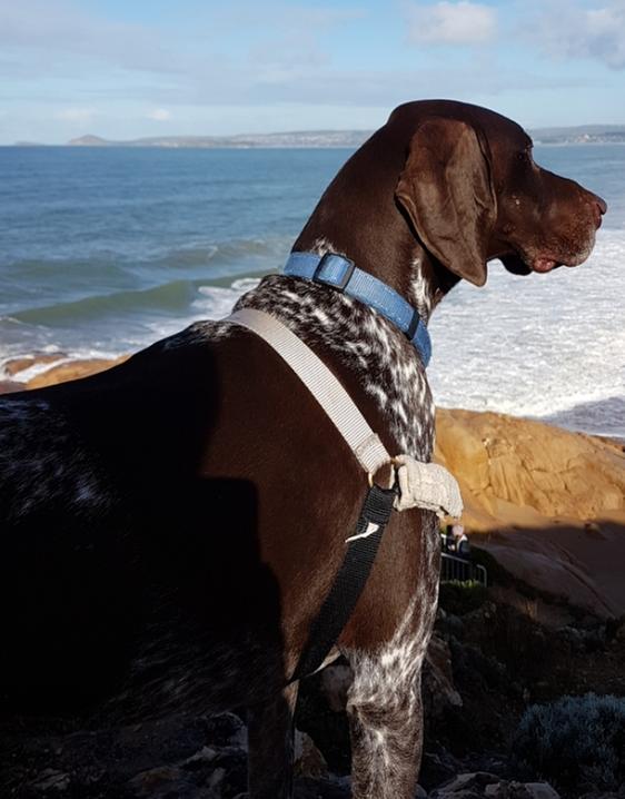 Deluxe Easy Walk Harness PetSafe