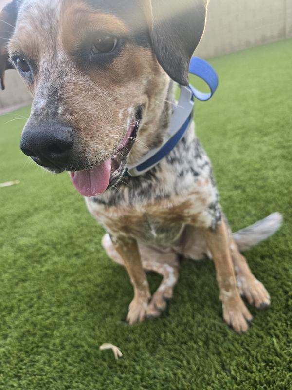 PetSafe Guardian GPS + Tracking Dog Fence Collar Petco