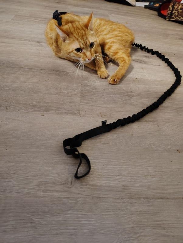 Come With Me Kitty™ Cat Harness & Bungee Leash | PetSafe®