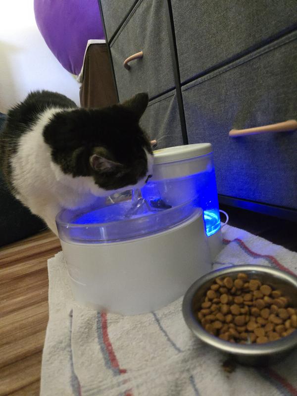 My Kitty Happily Drinking