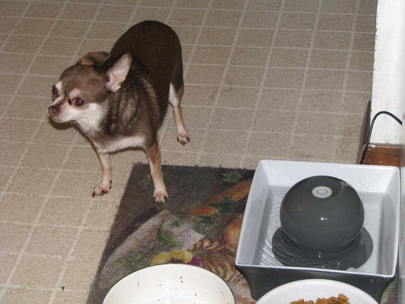 It's perfect for small to middle-sized dogs.