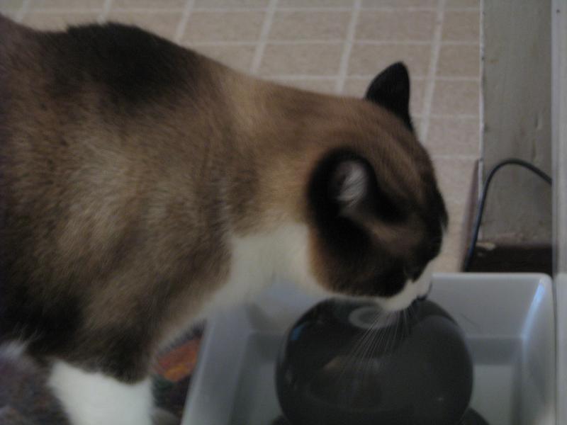 Thirsty cat.