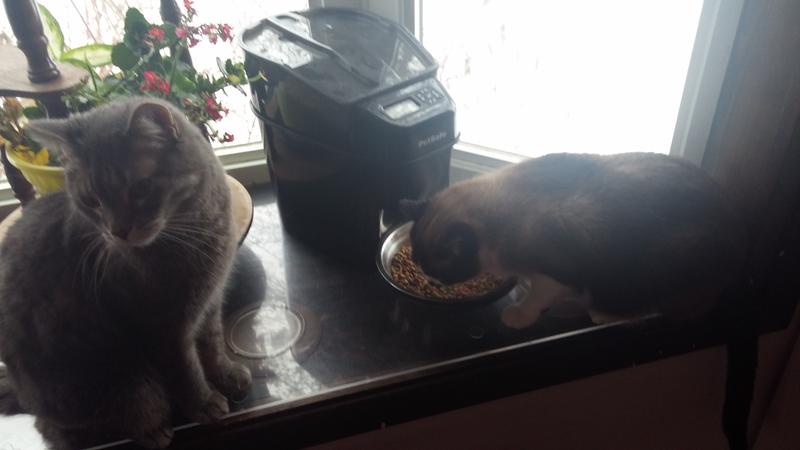 Enjoying the sun and our new feeder.