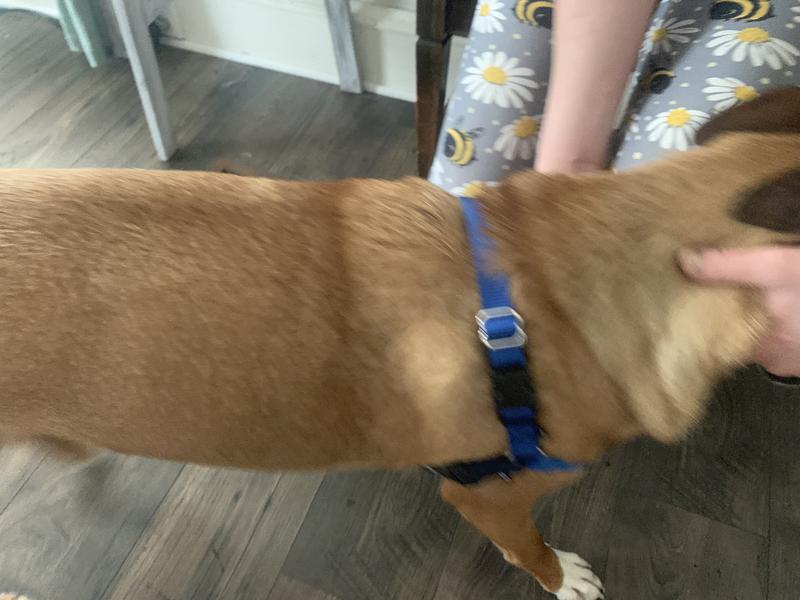 Around the chest and easy to clip