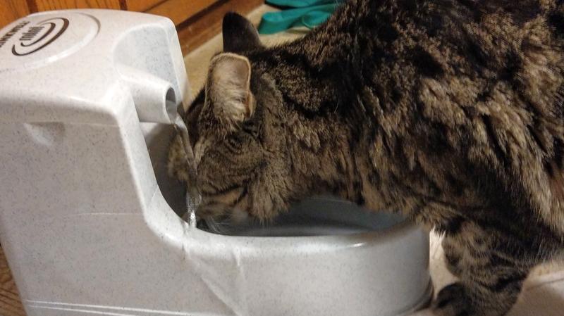 drinkwell mini pet fountain filters